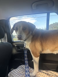 Peppa - ADOPTION PENDING! - Photo 2