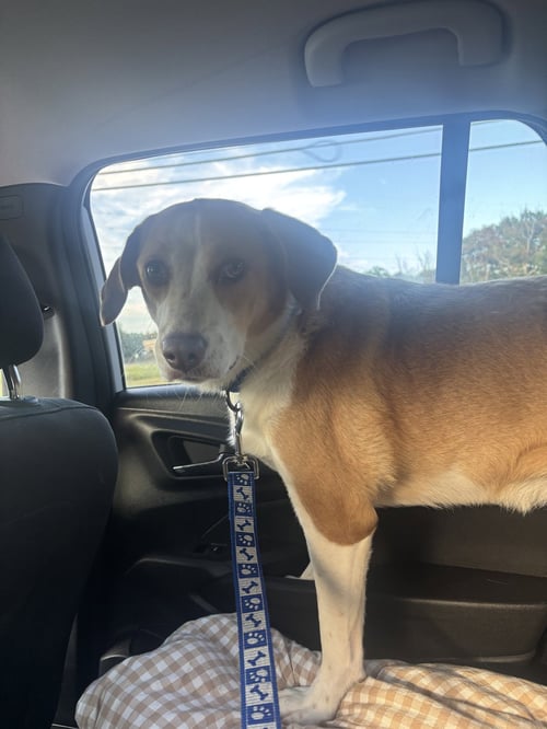 PEPPA - ADOPTION PENDING! - Labrador Retriever / Beagle available for adoption