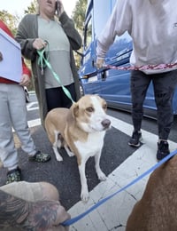 Peppa - ADOPTION PENDING! - Photo 3