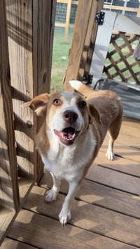 Peppa- true sweetheart - Photo 1