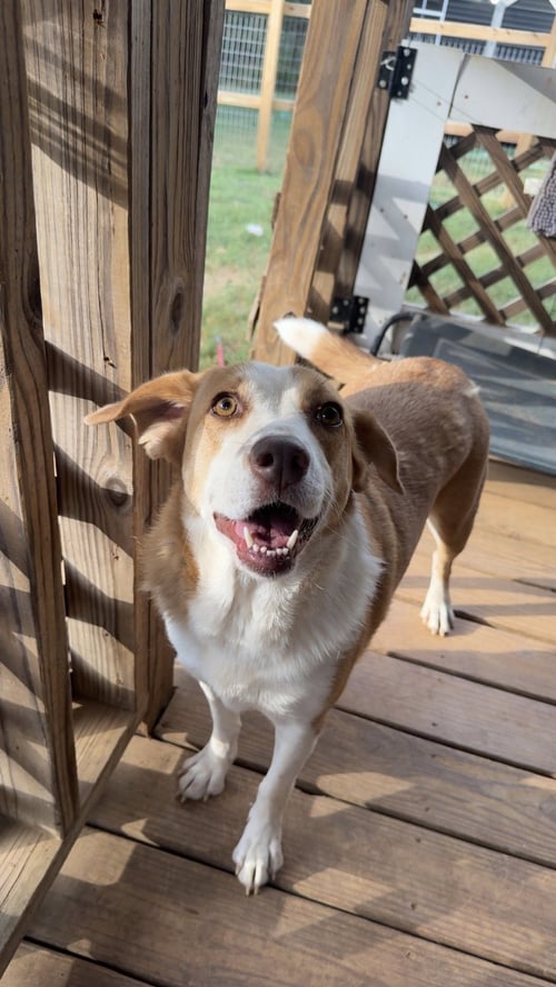 PEPPA- TRUE SWEETHEART - Labrador Retriever / Beagle available for adoption