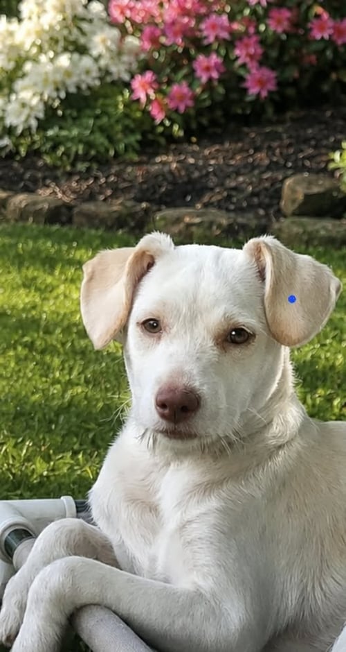 MINNIE - SWEET SOUL - Wirehaired Fox Terrier available for adoption