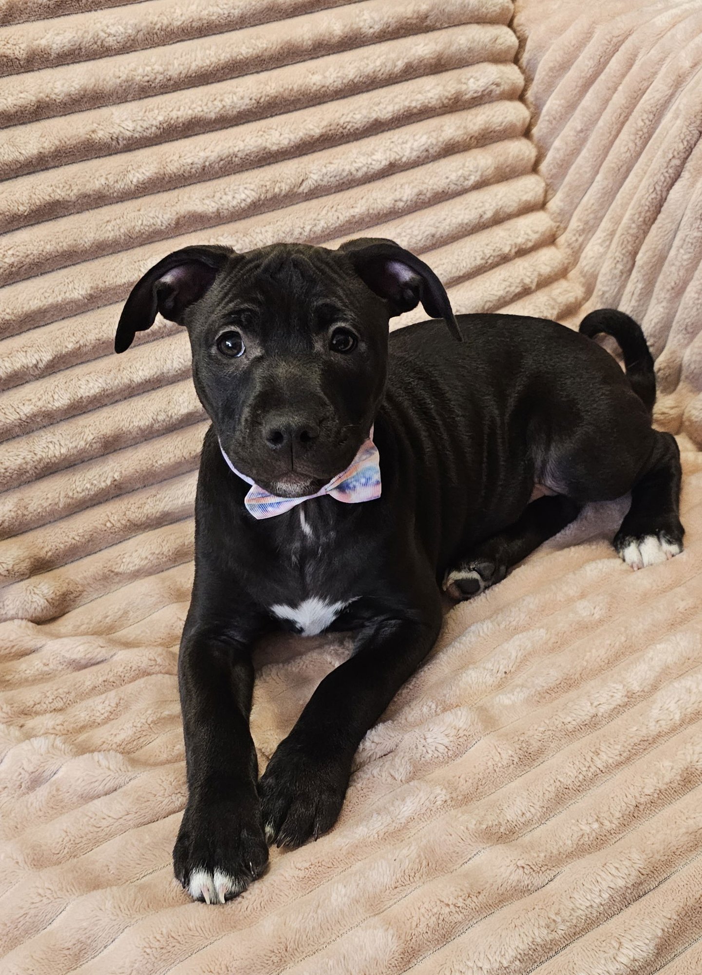 CHOXIE- ADOPTION PENDING