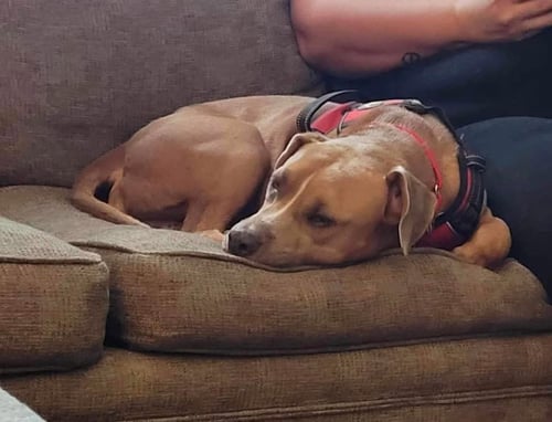 ACE - LOVING/LAID BACK PITTIE