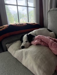 Ray - JRT/Pittie puppies - Photo 5