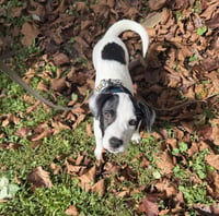 Ray - JRT/Pittie puppies - Photo 1