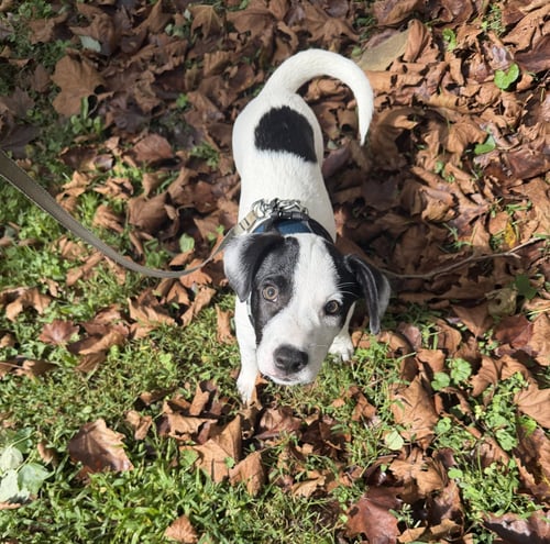 RAY - JRT/PITTIE PUPPIES - Jack Russell Terrier / American Pit Bull Terrier available for adoption