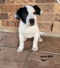 Ray - JRT/Pittie puppies - Photo 13
