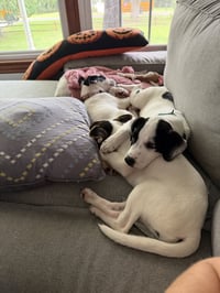 Ray - JRT/Pittie puppies - Photo 4
