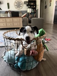 Ray - JRT/Pittie puppies - Photo 2