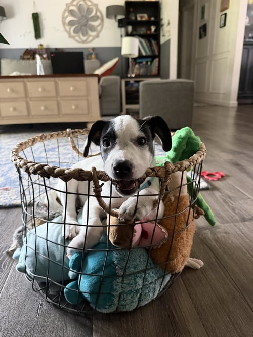 RAY - JRT/PITTIE PUPPIES - Jack Russell Terrier / American Pit Bull Terrier available for adoption