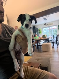 Ray - JRT/Pittie puppies - Photo 10