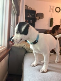 Ray - JRT/Pittie puppies - Photo 9