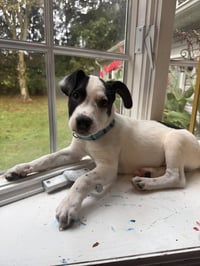 Ray - JRT/Pittie puppies - Photo 6
