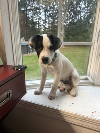 Ray - JRT/Pittie puppies - Photo 3
