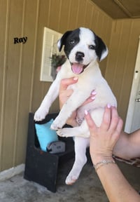 Ray - JRT/Pittie puppies - Photo 14