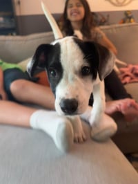 Ray - JRT/Pittie puppies - Photo 11