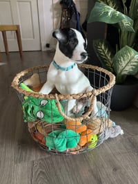 Ray - JRT/Pittie puppies - Photo 8