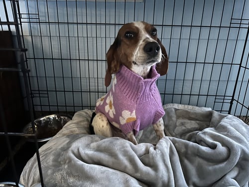 SADIE/BEAGLE- ADOPTION PENDING - American Staffordshire Terrier available for adoption