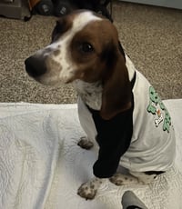 Sadie/Beagle- ADOPTION PENDING - Photo 2