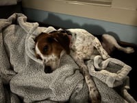 Sadie/Beagle- ADOPTION PENDING - Photo 3