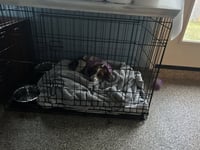 Sadie/Beagle- ADOPTION PENDING - Photo 4