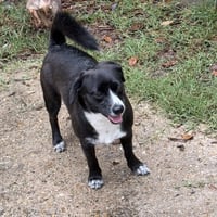 Sherman - shy sweetheart - Photo 1