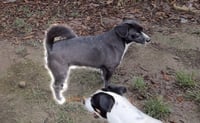 Sherman - shy sweetheart - Photo 2