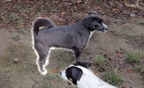 SHERMAN - SHY SWEETHEART - Chihuahua / Dachshund available for adoption