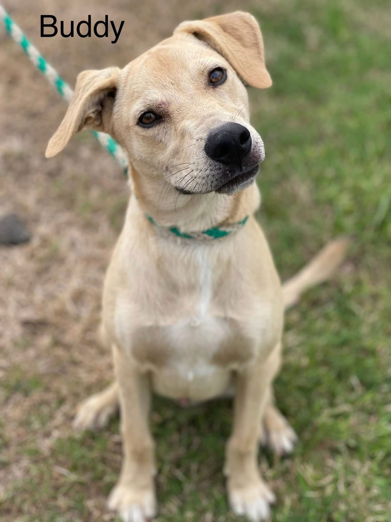 BUDDY- NO MORE APPLICATIONS - Labrador Retriever available for adoption