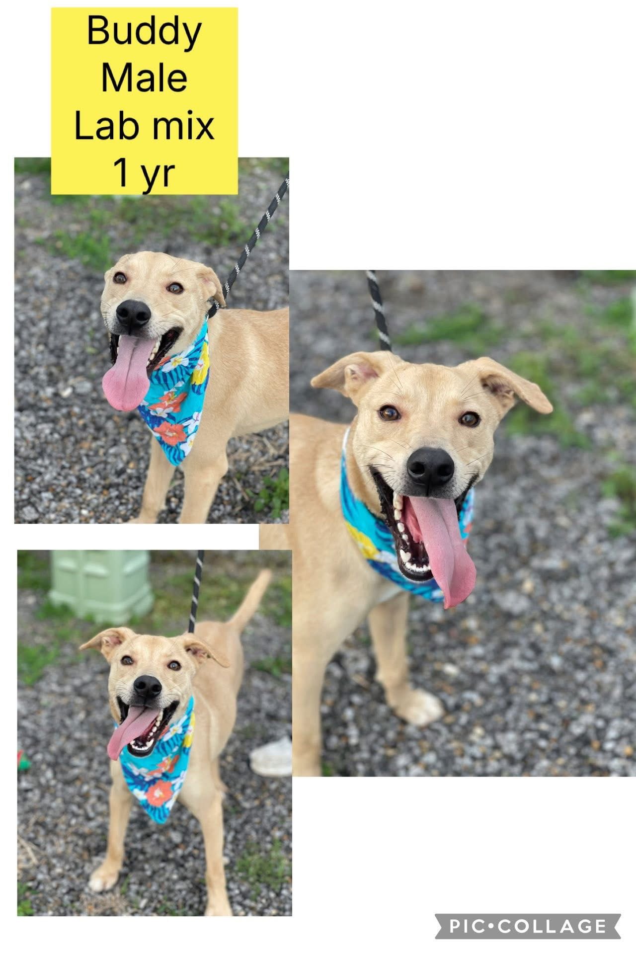 BUDDY- NO MORE APPLICATIONS - Labrador Retriever available for adoption