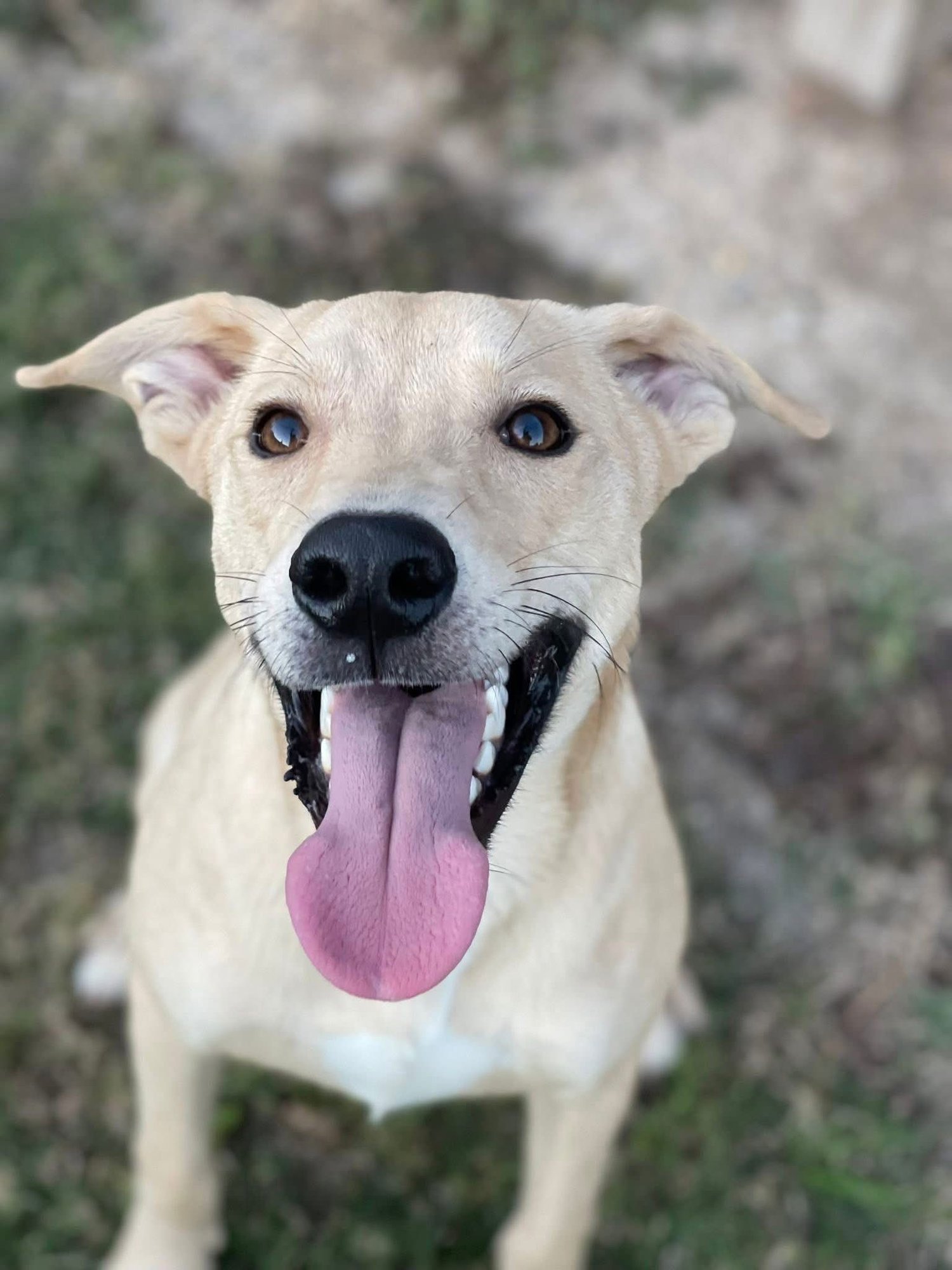 Buddy- NO MORE APPLICATIONS - Photo 3