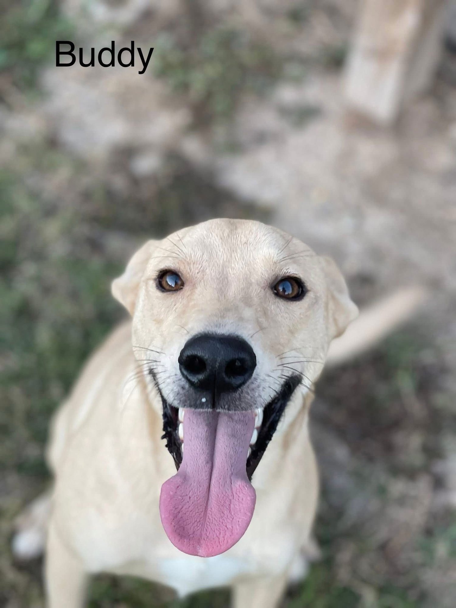 Buddy- NO MORE APPLICATIONS - Photo 4