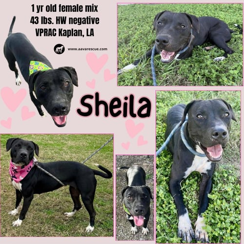 SHEILA - SHE'LL KNOCK YOUR SOCKS OFF! - Labrador Retriever / Staffordshire Bull Terrier available for adoption