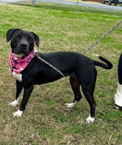 SHEILA - SHE'LL KNOCK YOUR SOCKS OFF! - Labrador Retriever / Staffordshire Bull Terrier available for adoption