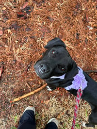Sheila - She'll knock your Socks off! - Photo 4
