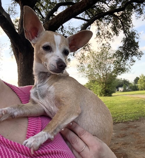 BUBBLES- THOSE EARS! - Chihuahua / Dachshund available for adoption