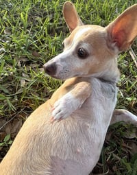 Bubbles- those ears! - Photo 2