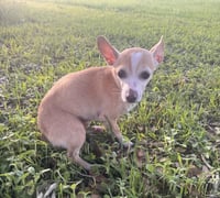 Bubbles- those ears! - Photo 3