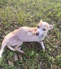 Bubbles- those ears! - Photo 4