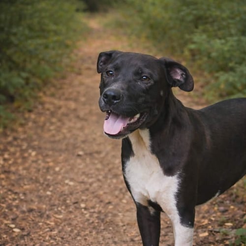 MOOSE - Staffordshire Bull Terrier available for adoption