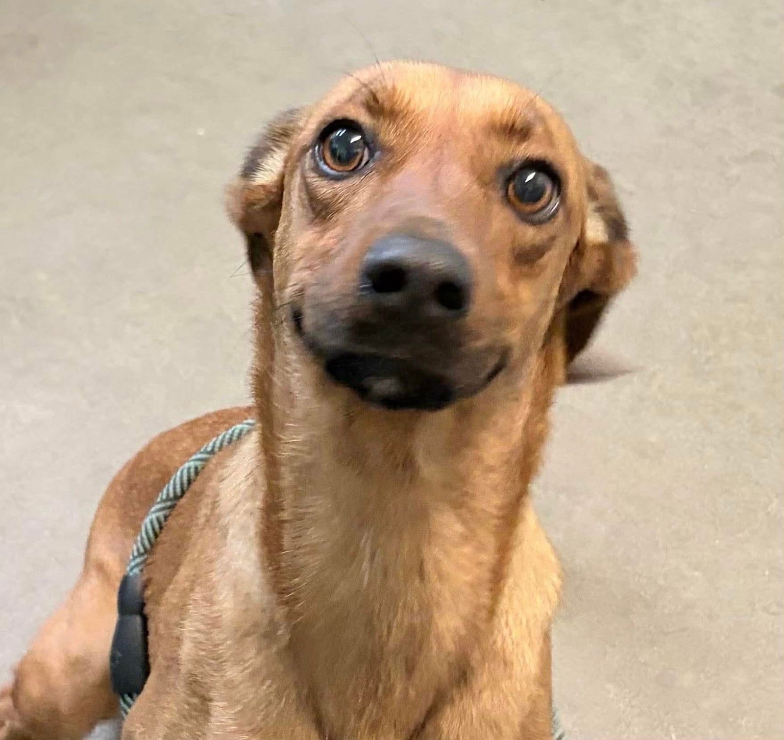 MORGAN- SWEET BEAUTY - Boxer / Chihuahua available for adoption