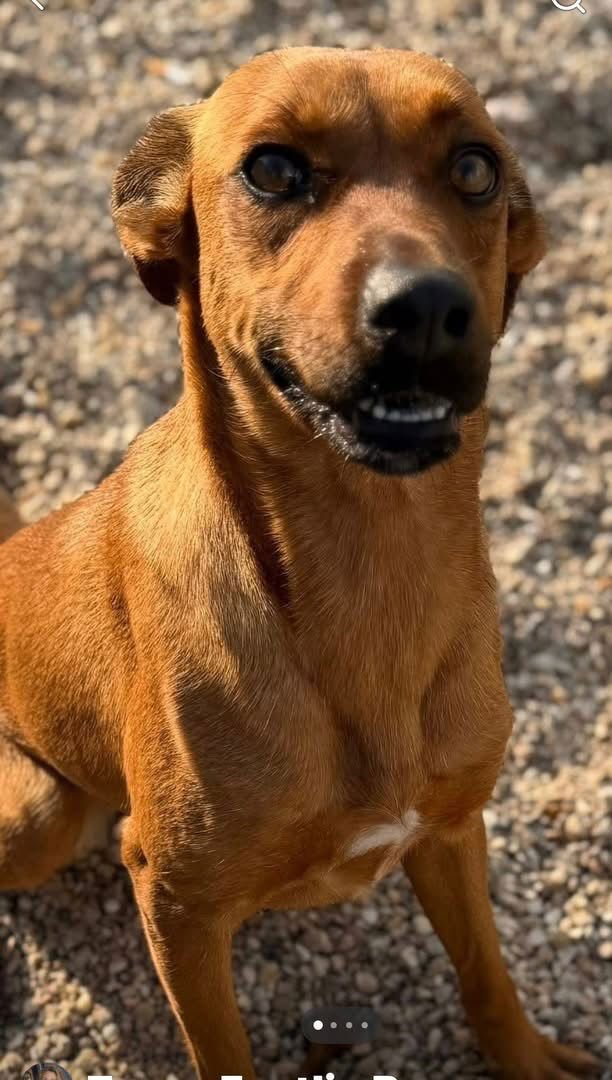 MORGAN- SWEET BEAUTY - Boxer / Chihuahua available for adoption