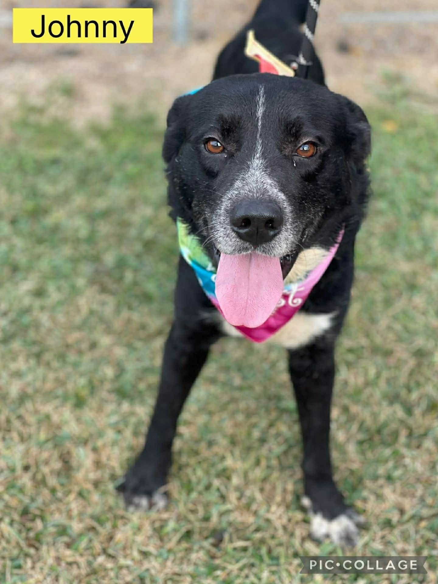 JOHNNY- YOUR BEST PAL - Labrador Retriever available for adoption