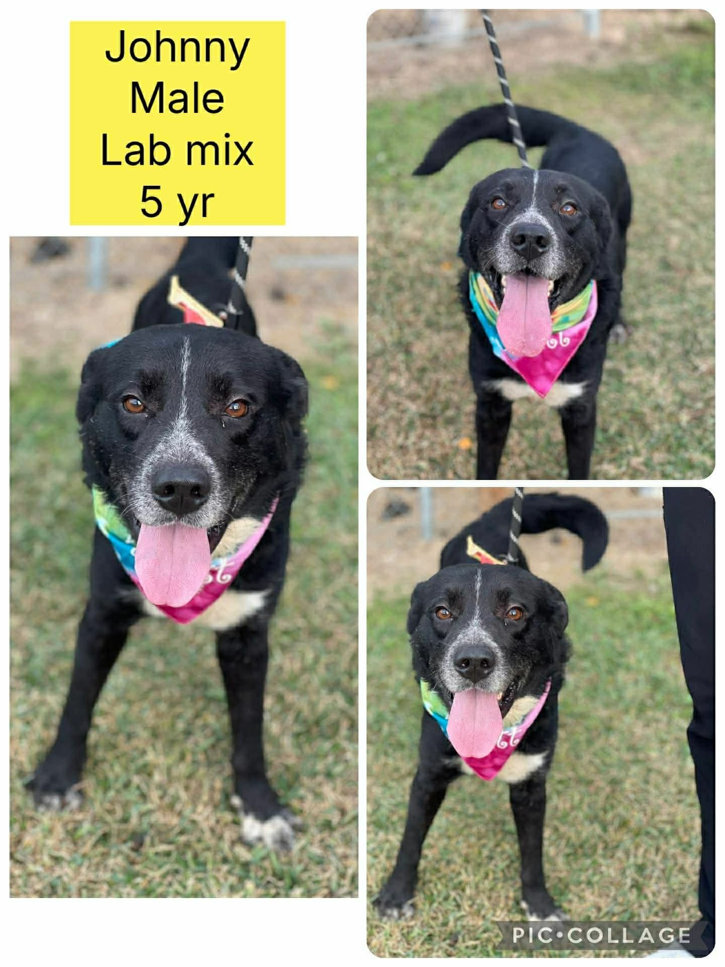 JOHNNY- YOUR BEST PAL - Labrador Retriever available for adoption