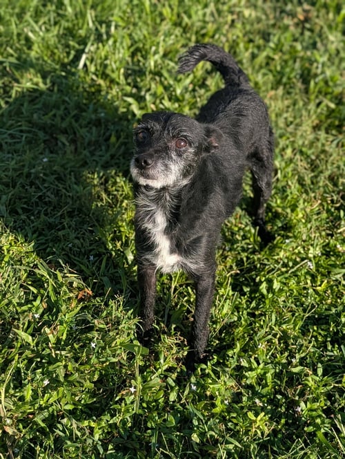 LUKE- LITTLE LUKE, BIG PERSONALITY - Jack Russell Terrier / Miniature Schnauzer available for adoption