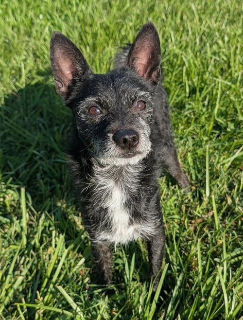 LUKE- LITTLE LUKE, BIG PERSONALITY - Jack Russell Terrier / Miniature Schnauzer available for adoption