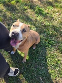 Brocho - A Total Sweetheart - Photo 5