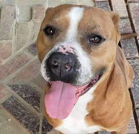 BROCHO - A TOTAL SWEETHEART - American Pit Bull Terrier available for adoption