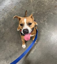 Brocho - A Total Sweetheart - Photo 7